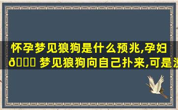 怀孕梦见狼狗是什么预兆,孕妇 🍁 梦见狼狗向自己扑来,可是没咬上周公解 🐱 梦